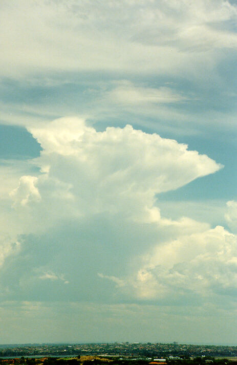 cumulus congestus : Coogee, NSW   20 January 1991