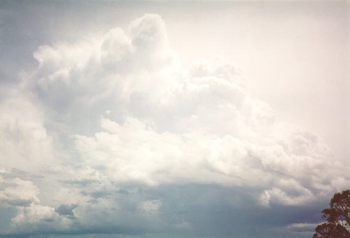 thunderstorm cumulonimbus_calvus : Schofields, NSW   6 January 1995