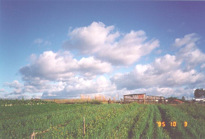 cumulus mediocris : Schofields, NSW   3 October 1995