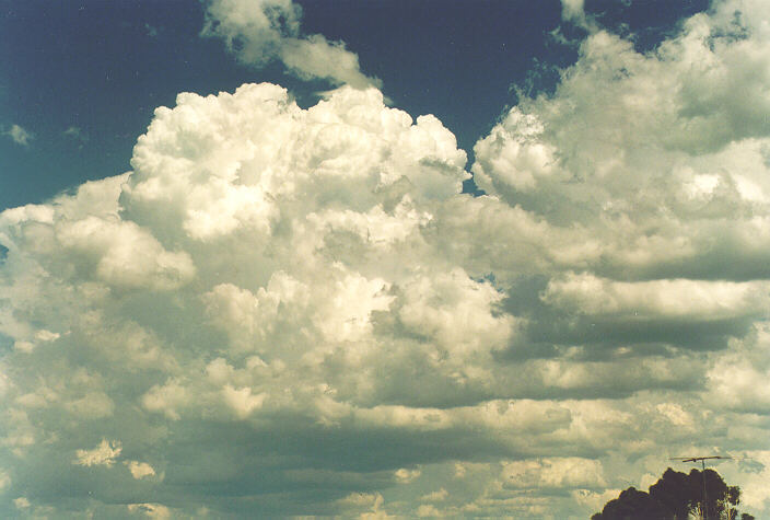 cumulus congestus : Rooty Hill, NSW   18 December 1995