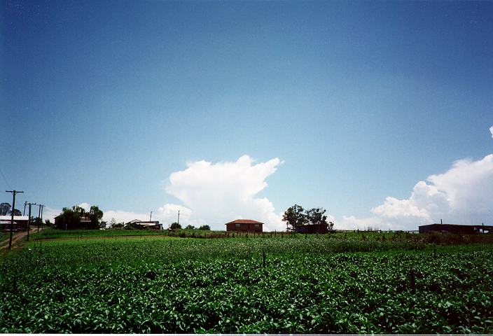 thunderstorm cumulonimbus_calvus : Schofields, NSW   18 January 1996