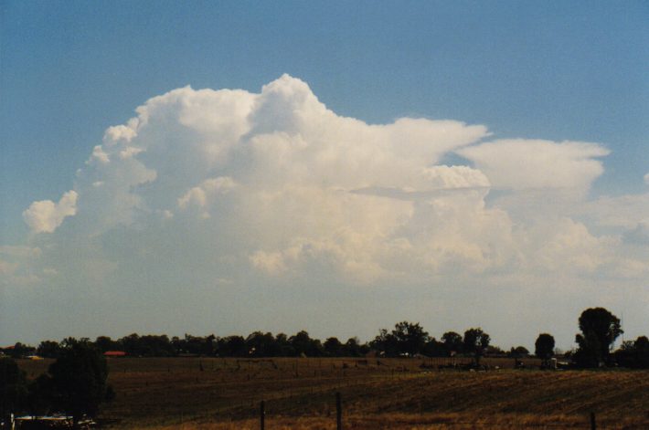 thunderstorm cumulonimbus_calvus : Luddenham, NSW   12 December 1998