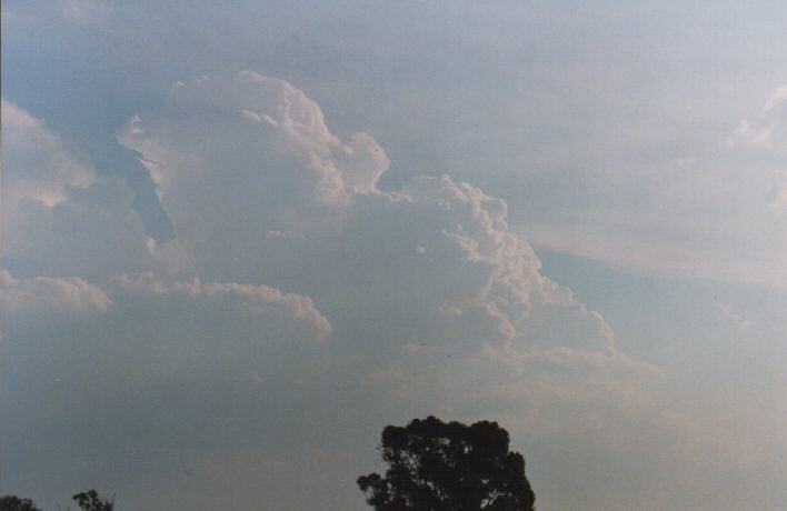 thunderstorm cumulonimbus_calvus : Schofields, NSW   29 January 1999