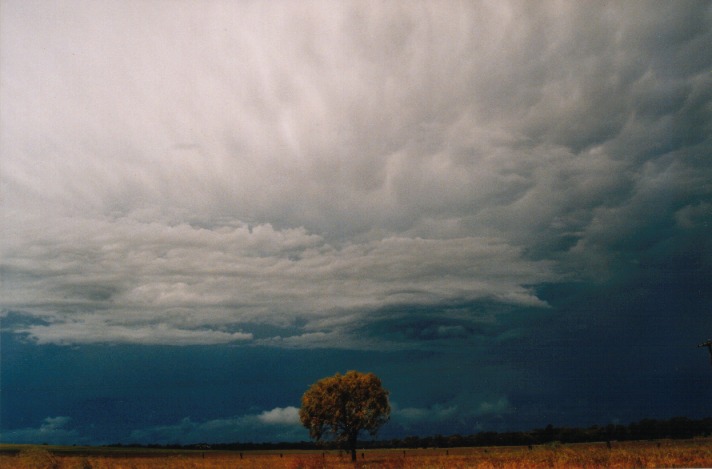 cumulonimbus thunderstorm_base : Dubbo, NSW   23 October 1999