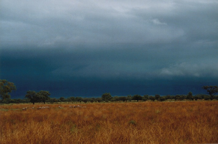 cumulonimbus thunderstorm_base : Barringun, NSW   20 November 1999