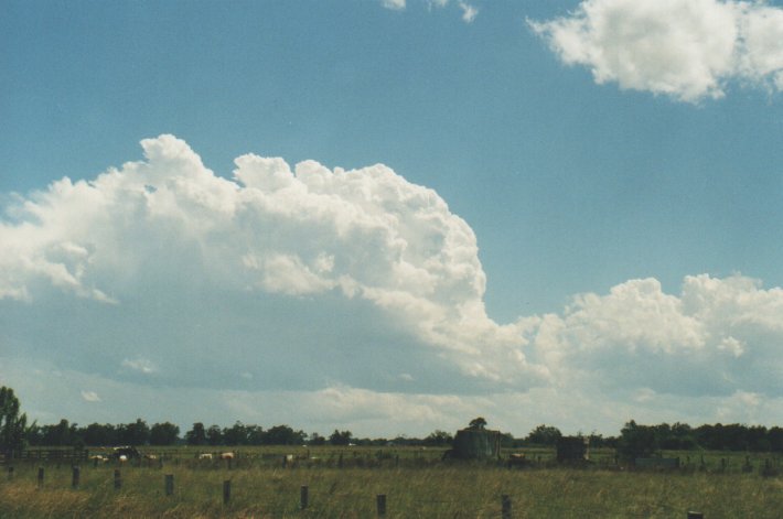 cumulus congestus : Tatham, NSW   31 December 1999