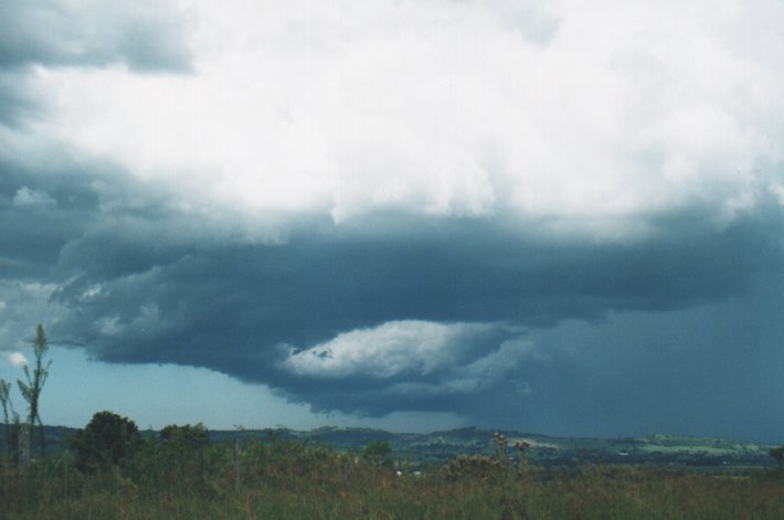 favourites michael_bath : Parrots Nest, NSW   5 January 2000