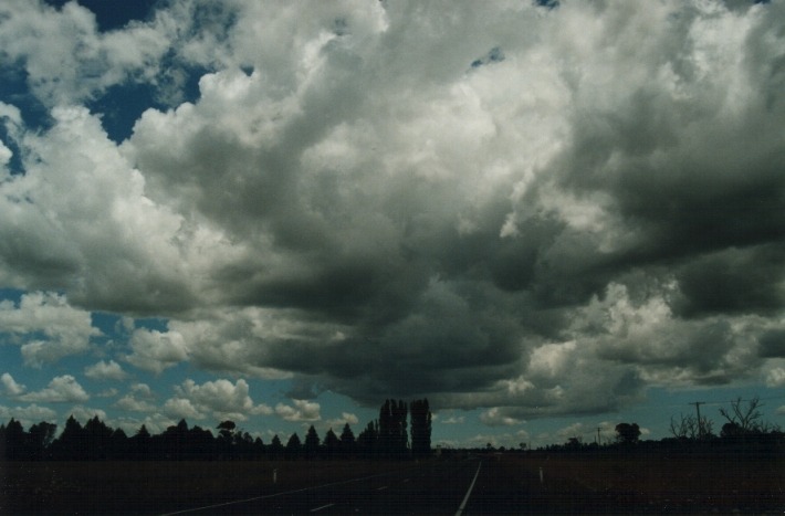 cumulus congestus : N of Uralla, NSW   17 January 2000