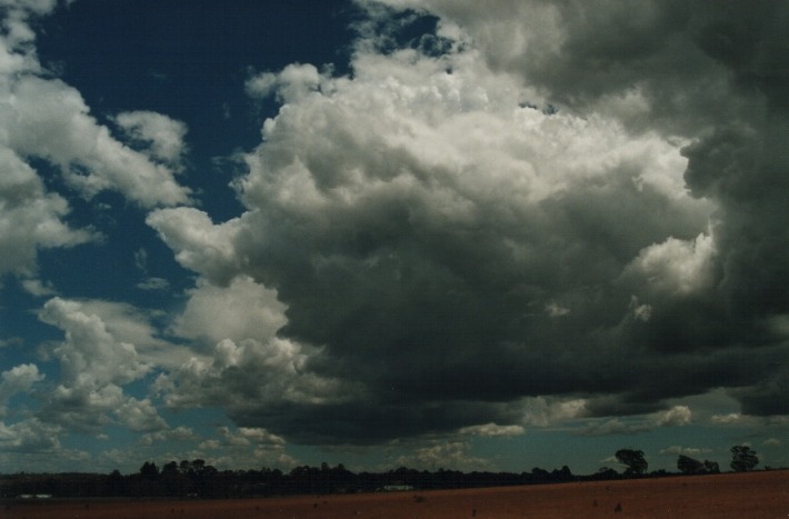 cumulus mediocris : N of Armidale, NSW   17 January 2000