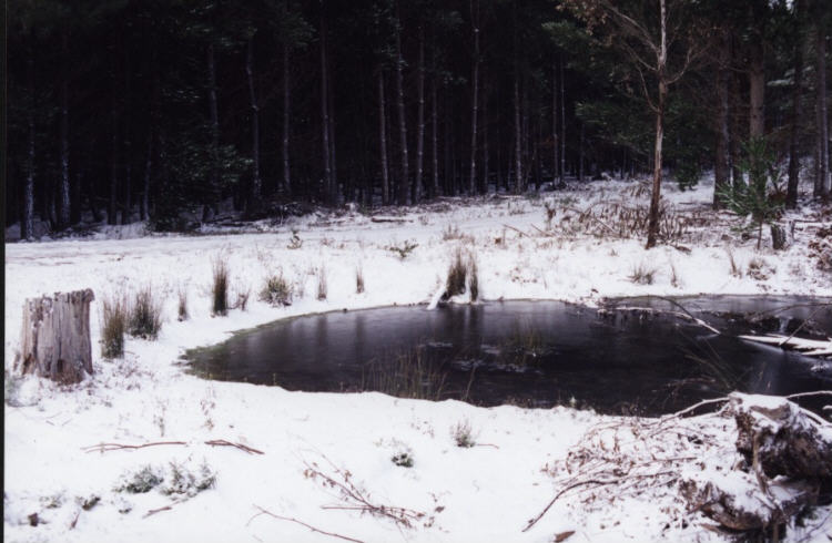 contributions received : Shooters Hill, NSW<BR>Photo by Jeff Brislane   28 May 2000