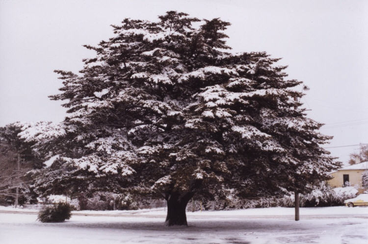 contributions received : Oberon, NSW<BR>Photo by Jeff Brislane   29 May 2000