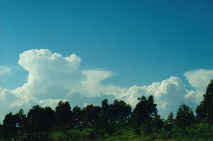 cumulus congestus : McLeans Ridges, NSW   5 July 2000