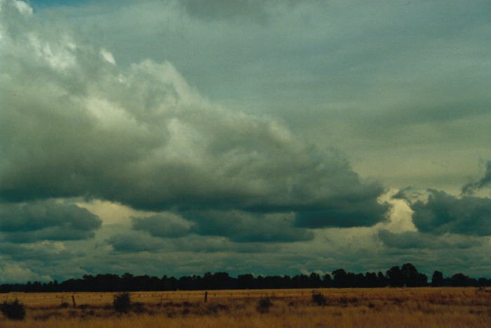 cumulus congestus : Narrabri, NSW   10 July 2000