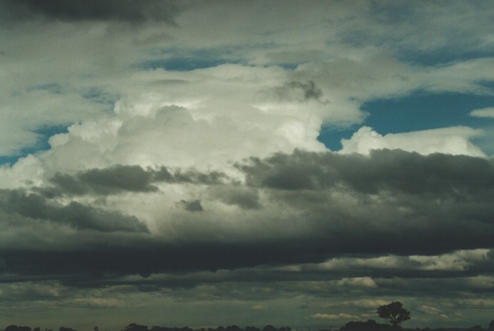 thunderstorm cumulonimbus_calvus : Schofields, NSW   28 August 2000