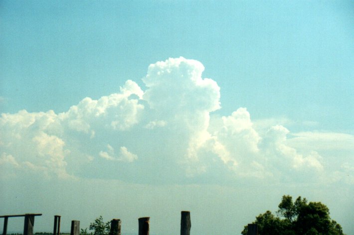 cumulus congestus : Tregeagle, NSW   27 September 2000