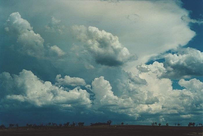 cumulus congestus : Muswellbrook, NSW   3 November 2000