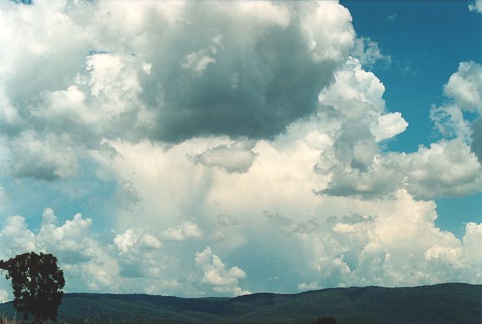 cumulus congestus : Bingara, NSW   4 November 2000