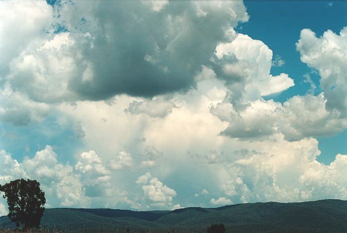 cumulus congestus : Bingara, NSW   4 November 2000