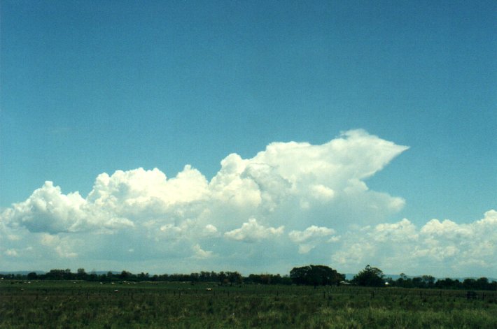 cumulus congestus : E of Casino, NSW   4 November 2000