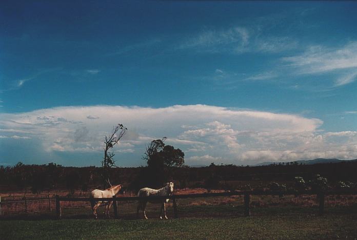 cumulonimbus supercell_thunderstorm : Corindi Beach, NSW   5 November 2000