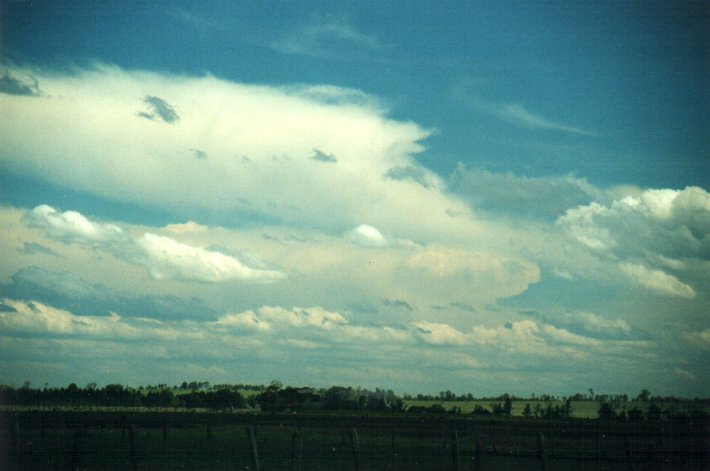 cumulus congestus : N of Casino, NSW   5 November 2000