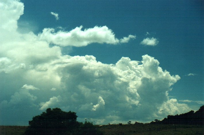 cumulus congestus : Parrots Nest, NSW   6 November 2000