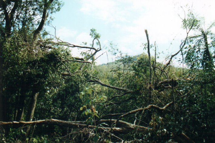 disasters storm_damage : Mount Warning, NSW   11 November 2000