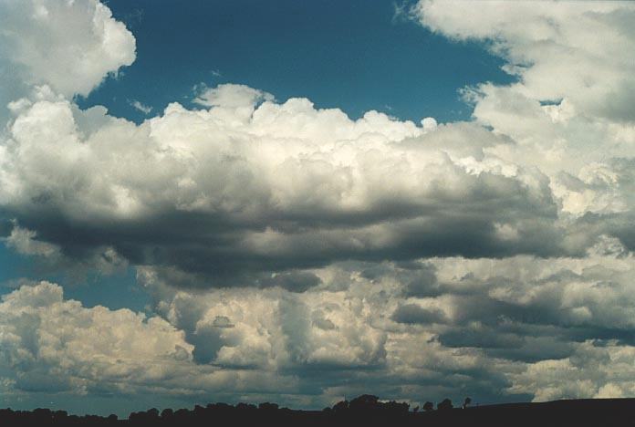 cumulus congestus : E of Walcha NSW   7 December 2000