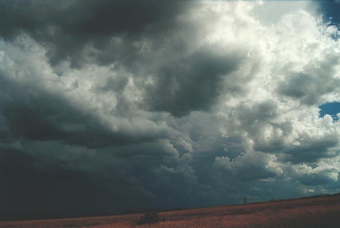 cumulus congestus : W of Wongwibinda, NSW   17 January 2001