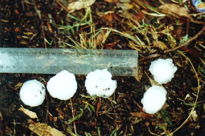 hailstones hail_stones : Casino, NSW   17 January 2001