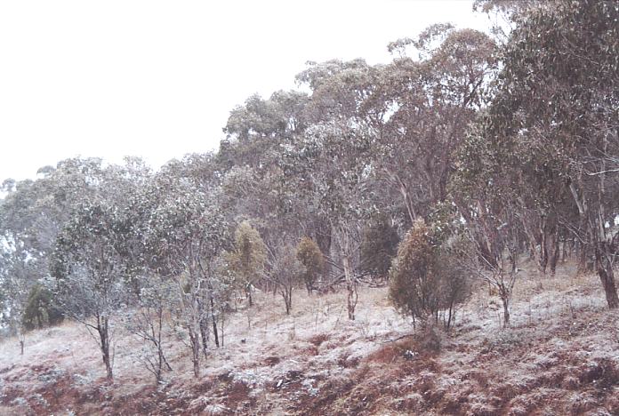 snow snow_pictures : Ben Lomond, NSW   8 July 2001