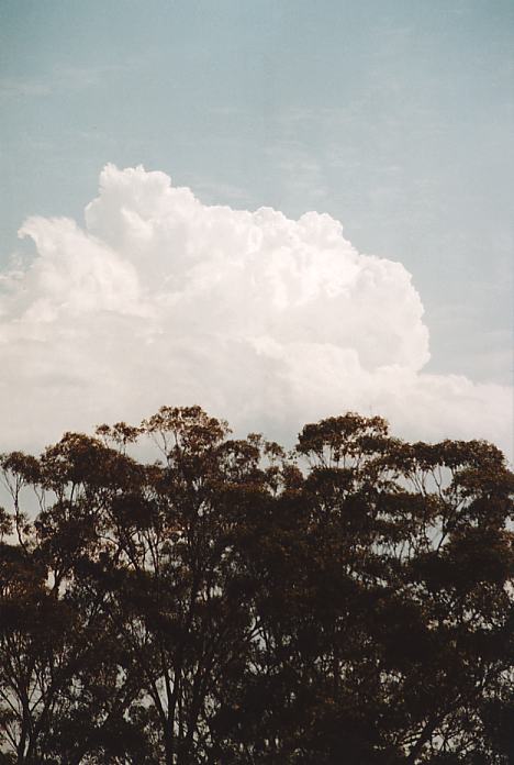 cumulus congestus : Evans High Blacktown, NSW   20 September 2001
