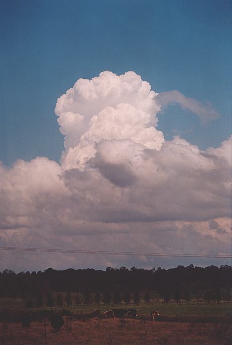 cumulus mediocris : Morpeth, NSW   3 October 2001