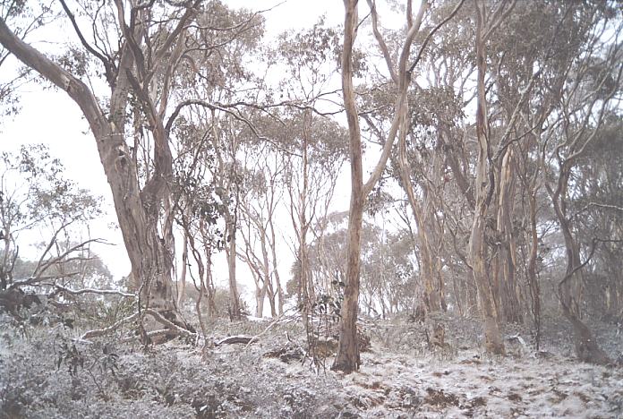 contributions received : Brindabella Ranges, NSW<BR>Photo by Geoff Thurtell   7 October 2001