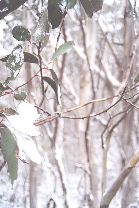 contributions received : Brindabella Ranges, NSW<BR>Photo by Geoff Thurtell   7 October 2001