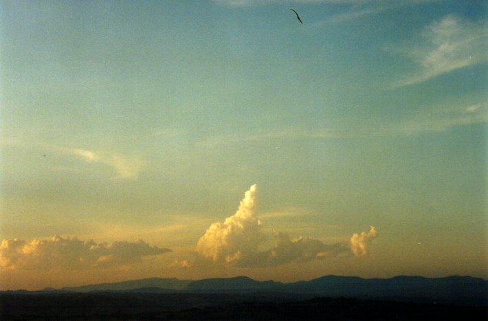 cumulus mediocris : McLeans Ridges, NSW   1 December 2001