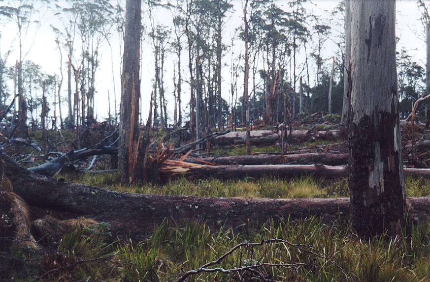 contributions received : Niangala, NSW<BR>Photo by John Sweatman   29 November 2002