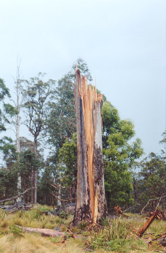 contributions received : Niangala, NSW<BR>Photo by John Sweatman   29 November 2002