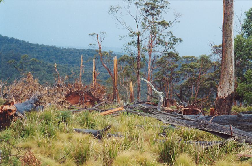 contributions received : Niangala, NSW<BR>Photo by John Sweatman   29 November 2002