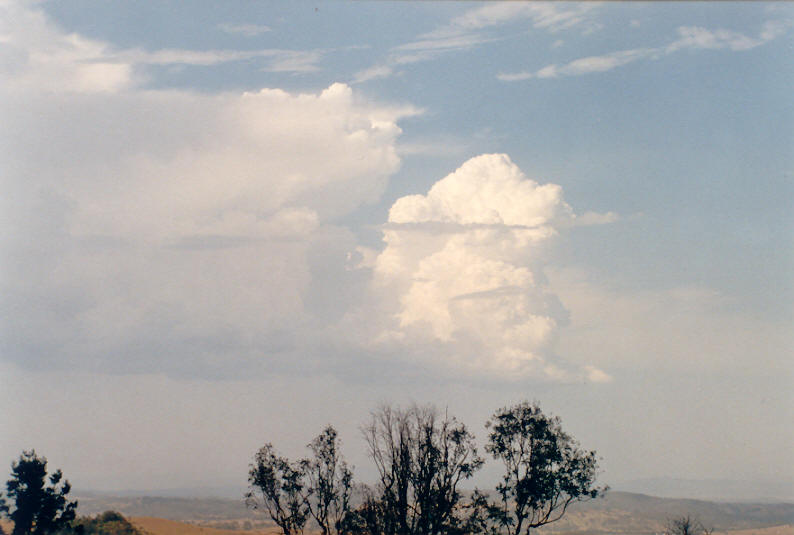 cumulus congestus : Mallanganee NSW   19 January 2003