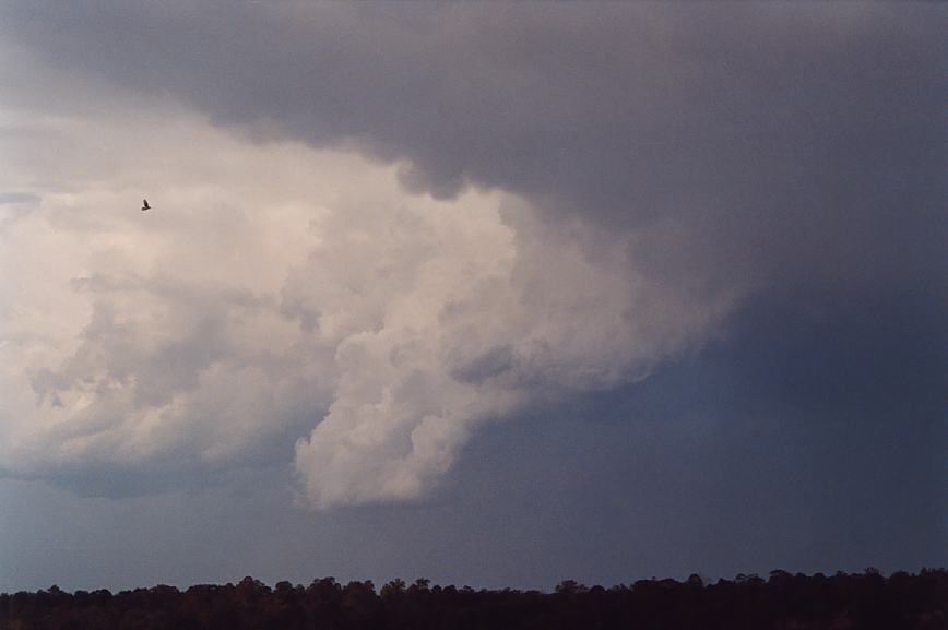 updraft thunderstorm_updrafts : Schofields, NSW   12 February 2003