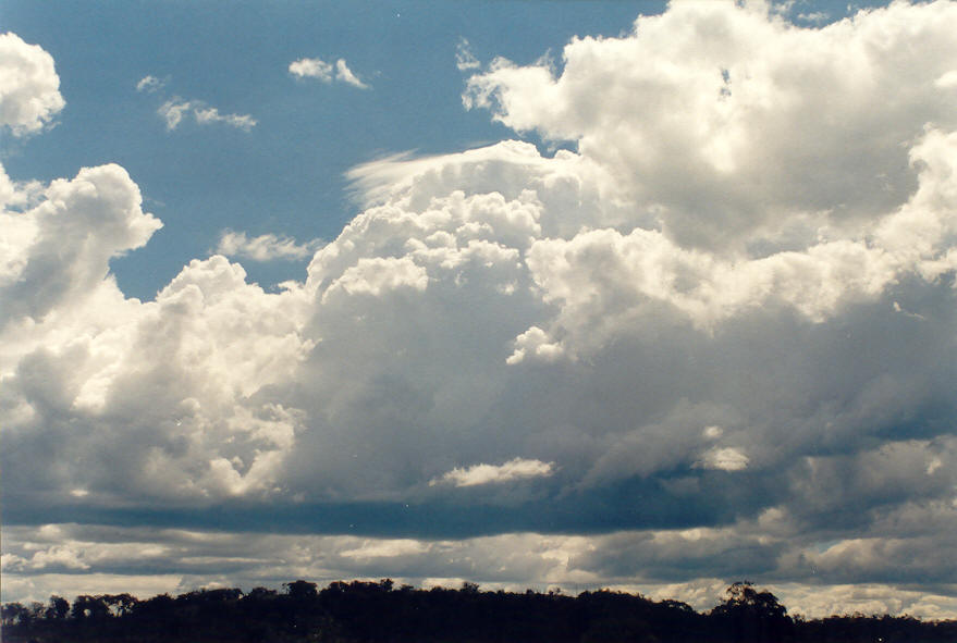 cumulus congestus : Tenterfield, NSW   16 March 2003