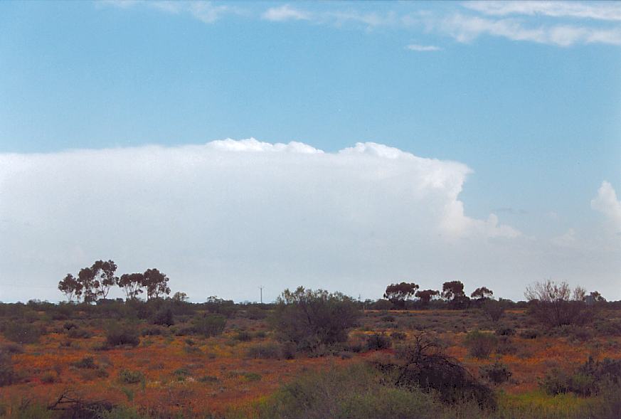 thunderstorm cumulonimbus_incus : Wilcannia, NSW   1 October 2003