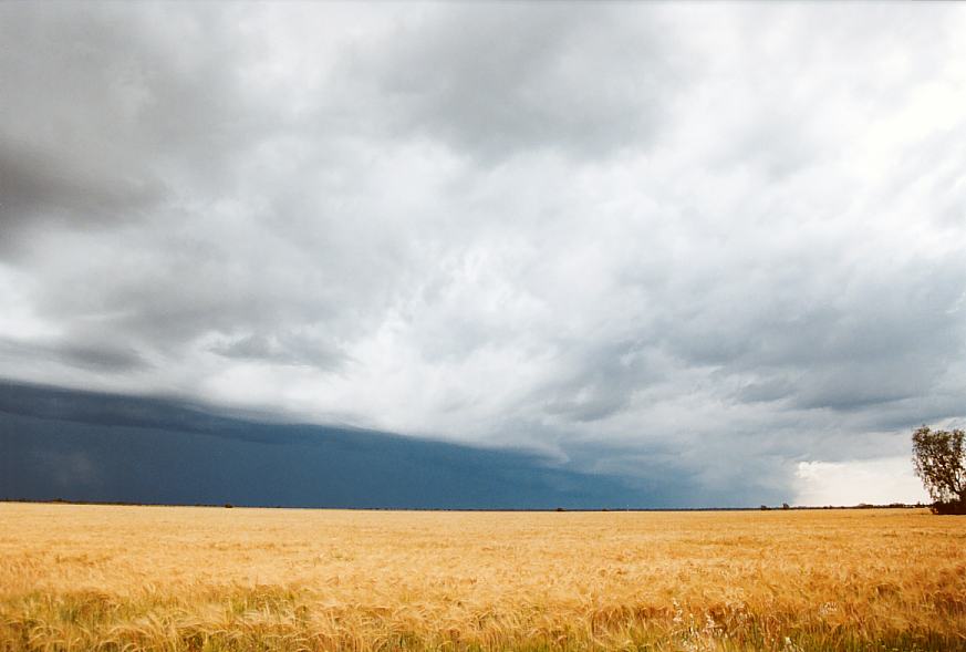 cumulonimbus thunderstorm_base : Moree, NSW   2 October 2003