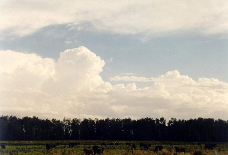 thunderstorm cumulonimbus_calvus : Casino, NSW   26 October 2003