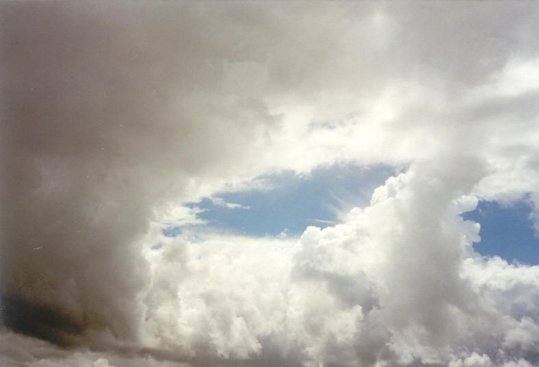 cumulus congestus : McLeans Ridges, NSW   26 October 2003