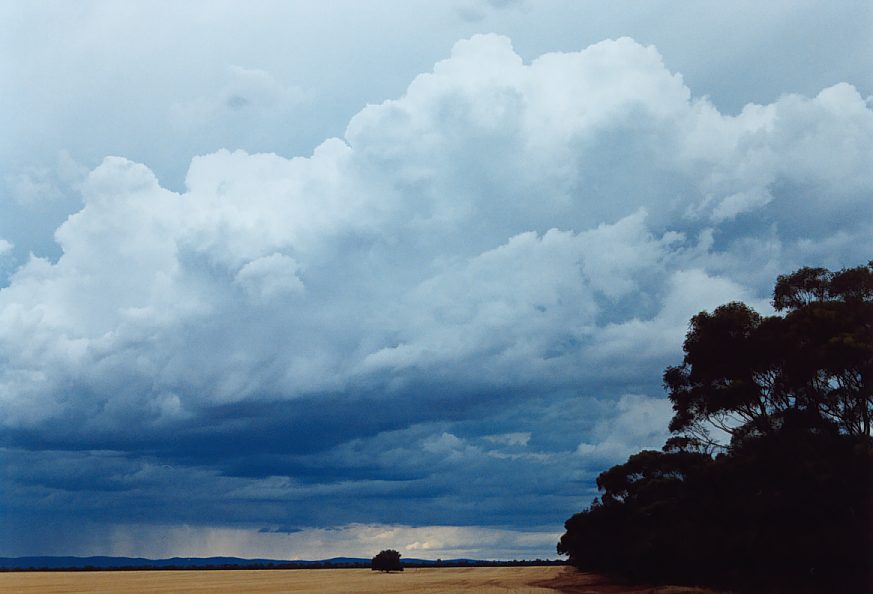 cumulonimbus thunderstorm_base : N of Griffith, NSW   1 December 2003