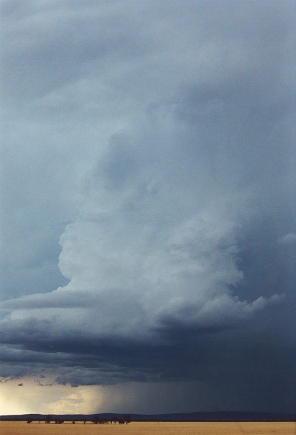 cumulonimbus thunderstorm_base : N of Griffith, NSW   1 December 2003