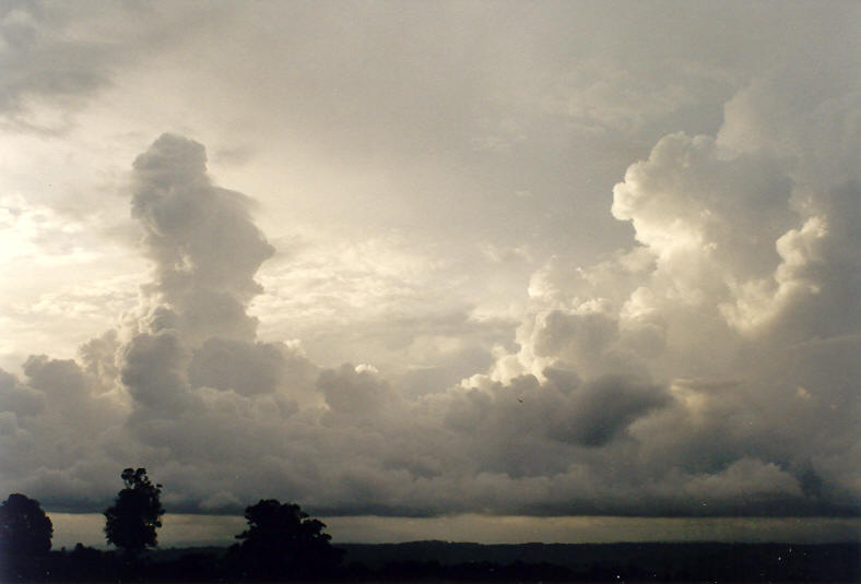 cumulus congestus : McLeans Ridges, NSW   15 December 2003
