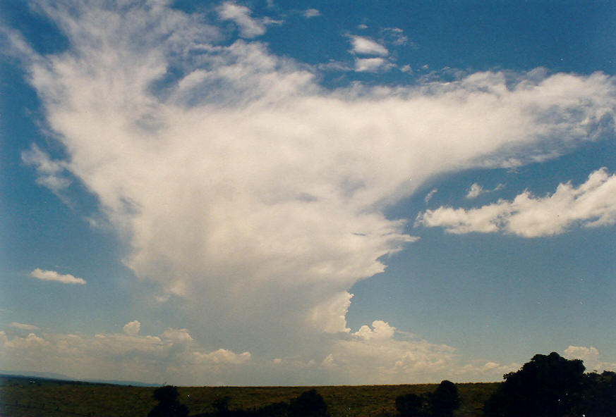 anvil thunderstorm_anvils : Parrots Nest, NSW   24 January 2004